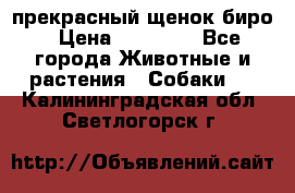 прекрасный щенок биро › Цена ­ 20 000 - Все города Животные и растения » Собаки   . Калининградская обл.,Светлогорск г.